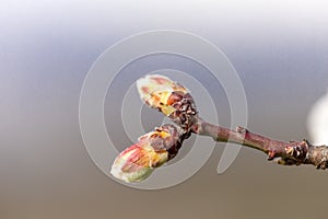 Almonds tree flowers macro spring background