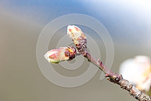 Almonds tree flowers macro spring background