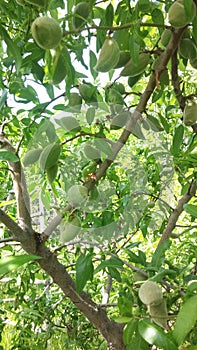 Almond tree