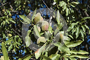 Almonds in the tree, natural almonds, almonds began to mature, almond fruit on the tree,