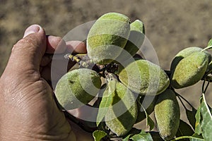 Almonds in the tree, natural almonds, almonds began to mature, almond fruit on the tree,