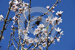 Almonds, white pink flowers and blue sky