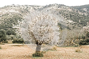 Almondtree  Blooming
