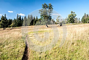 Almschachten mountain meadow in Bavarian Forest photo