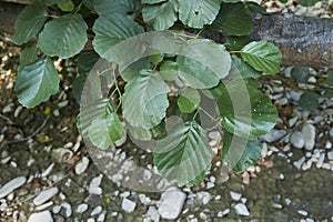 Alnus glutinosa tree by a river