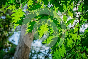 Alnus green leaf of an alder tree is isolated on a dark background