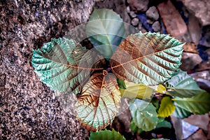 Alnus incana leaf, gray alder or spotted alder, is a species of tree in the birch family