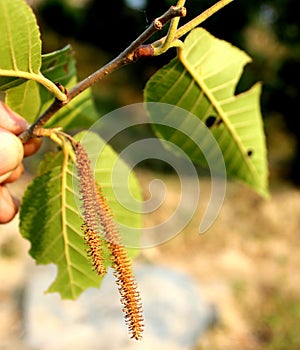 Alnus nitida, West Himalayan Alder, deciduous tree of Himalayas photo