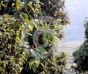 Alnus nitida, West Himalayan Alder, deciduous tree of Himalayas photo