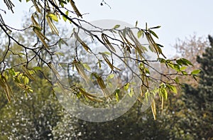 Alnus Serrulata, the hazel alder or smooth alder