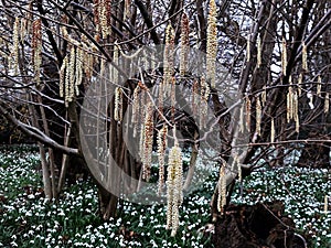 Alnus Serrulata, the Hazel alder or Smooth alder. Family: Betulaceae.