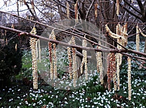 Alnus Serrulata, the Hazel alder or Smooth alder. Family: Betulaceae.