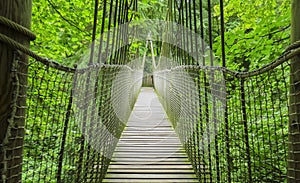 Alnwick wooden Treehouse, wooden and rope bridge, Alnwick Garden, in the English county of Northumberland