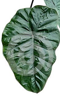 alocasi plumbea leaf isolated on whita background