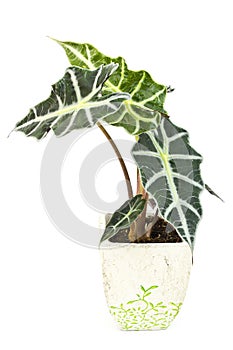 Alocasia photo