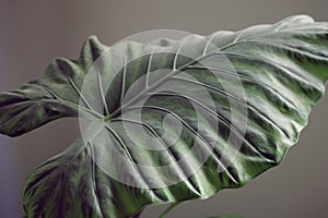 Alocasia adora