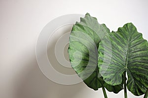 Alocasia adora