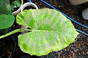 Alocasia, Alocasia macrorrhizos or Alocasia plant or dew drop