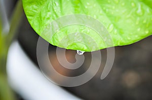 Alocasia, Alocasia macrorrhizos or Alocasia plant and dew drop