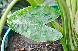 Alocasia, Alocasia macrorrhizos or Alocasia plant or tricolor alocasia