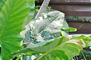 Alocasia, Alocasia macrorrhizos or Alocasia plant or tricolor alocasia