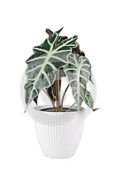 Alocasia Amazonica Bull  with white background