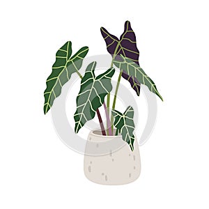 Alocasia amazonica, potted house plant with big leaf. Green houseplant growing in planter. Foliage decoration for home
