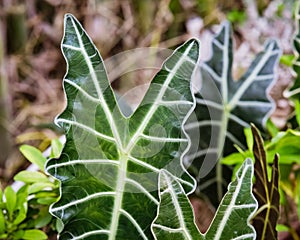 Alocasia Amazonica Sanderiana in the garden