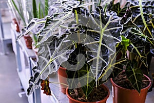 Alocasia Amazonica, southeast asian plant, Elephant`s Ear, African Mask, houseplant plant in a pot close-up. Sale in the store. photo