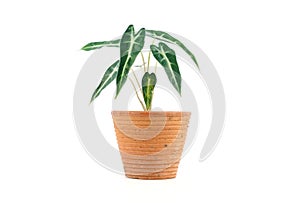 Alocasia Bambino Arrow in clay pot isolated on white background.