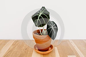 Alocasia `Black Velvet` Alocasia reginula