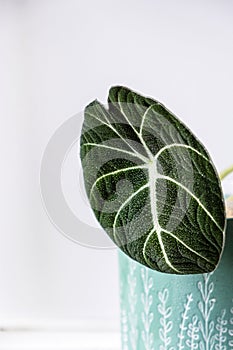 Alocasia black velvet. Leaf house plants on light background. Evergreen tropical plant. Breeding and care of house plants. Hobby.