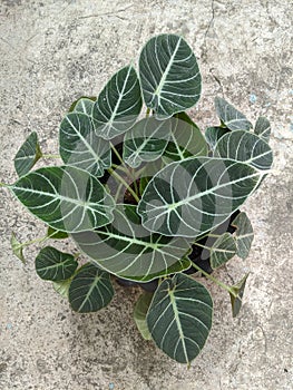 Alocasia black velvet plant, tropical flowers, top view shot