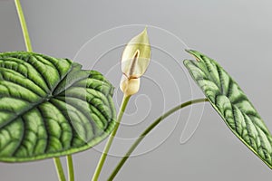 Alocasia blooming with a tiny white flower