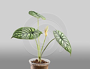 Alocasia blooming with a tiny white flower