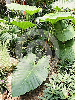 Alocasia brisbanensis or Native lily or Cunjevoi.