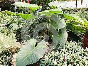 Alocasia brisbanensis or Native lily or Cunjevoi.