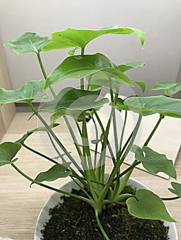 Alocasia cucullata or Chinese taro or Buddha`s hand or Hooded dwarf elephant ear plant.