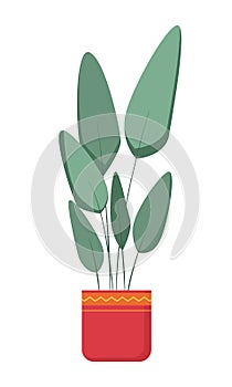 Alocasia Cucullata plant in pot on white background, Cute exotic foliage Hand Drawn doodle style, vector illustration