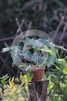 Alocasia cucullata with red pot in the garden. House Plant stock photo