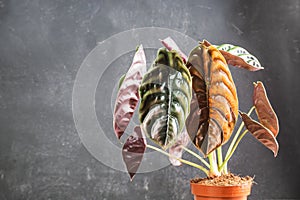 Alocasia Cuprea Red Secret potted house plant photo