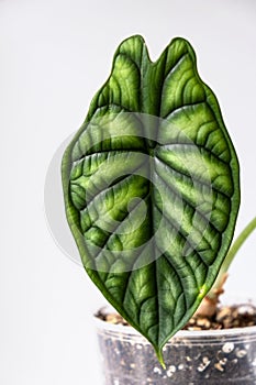 Alocasia Dragon Scale leaf house plants on light background. Evergreen tropical plant in interior. Breeding and care of house
