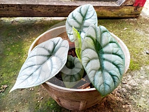 Alocasia Dragonscale