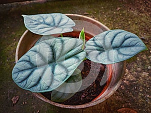 Alocasia Dragonscale