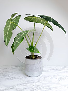 Alocasia Frydek  Alocasia Micholitziana in a planter against a white background