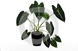 Alocasia is a genus of broad-leaved rhizomatous or tuberous perennials from the family Araceae photo