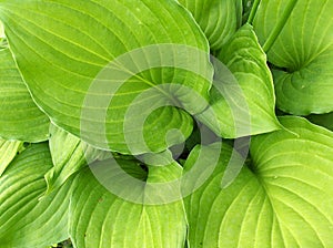 Alocasia green leaves