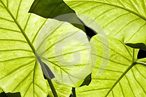 Alocasia green leaves photo