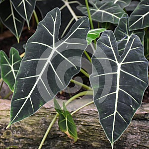 Alocasia - Kris Plant - Elephant Ear