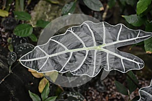 Alocasia - Kris Plant - Elephant Ear photo